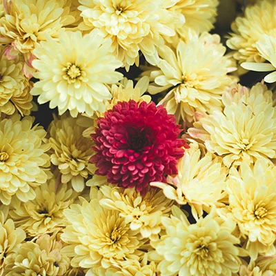 安卓加速器 | 3月26日19.4M/S|免费SSR节点/Clash节点/Singbox节点/Trojan节点/Shadowrocket节点/V2ray节点节点推荐，在线Clash机场梯子购买推荐