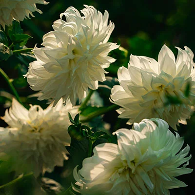 安卓加速器 | 3月29日19.6M/S|免费Trojan节点/SSR节点/Clash节点/Singbox节点/V2ray节点/Shadowrocket节点节点推荐，在线Clash机场梯子购买推荐