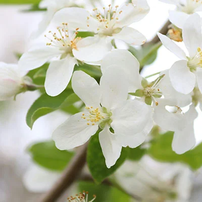 深度解密SSR科学上网：从原理到实践的完整生存手册