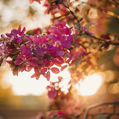 安卓加速器 | 3月17日18.1M/S|免费Shadowrocket节点/V2ray节点/Trojan节点/Singbox节点/Clash节点/SSR节点节点推荐，在线Clash机场梯子购买推荐