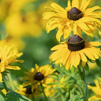 安卓加速器 | 2月25日22.5M/S|免费V2ray节点/SSR节点/Singbox节点/Clash节点/Shadowrocket节点/Trojan节点节点推荐，在线Clash机场梯子购买推荐