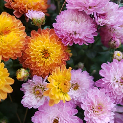 安卓加速器 | 3月18日18.4M/S|免费V2ray节点/Clash节点/Trojan节点/Shadowrocket节点/SSR节点/Singbox节点节点推荐，在线Clash机场梯子购买推荐