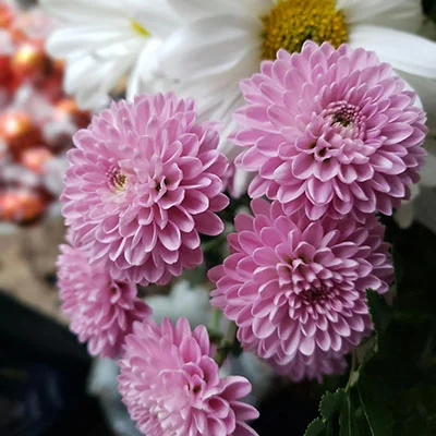 安卓加速器 | 3月25日21M/S|免费V2ray节点/Clash节点/Shadowrocket节点/Trojan节点/SSR节点/Singbox节点节点推荐，在线Clash机场梯子购买推荐