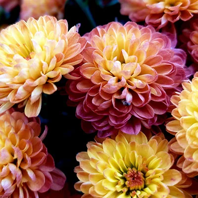 安卓加速器 | 1月30日18.6M/S|免费Trojan节点/SSR节点/Shadowrocket节点/V2ray节点/Singbox节点/Clash节点节点推荐，在线Clash机场梯子购买推荐